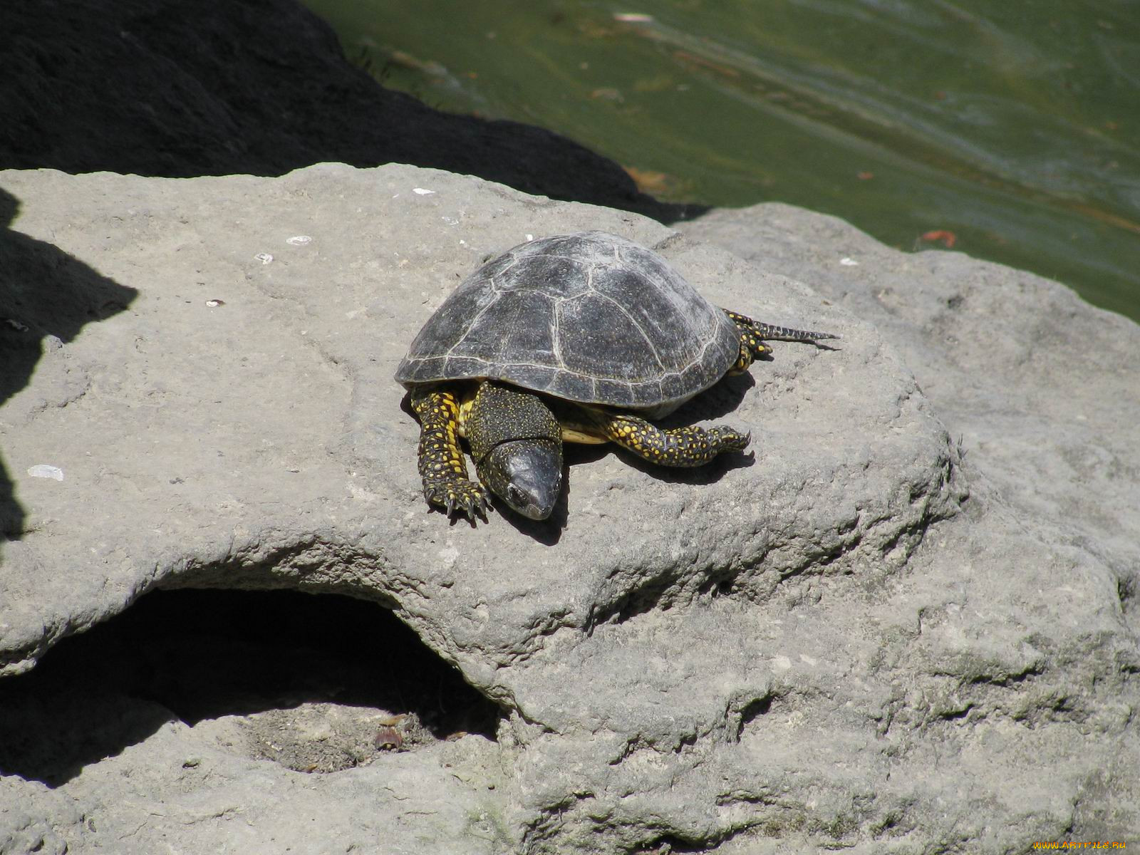 Черепахи байкалемисы